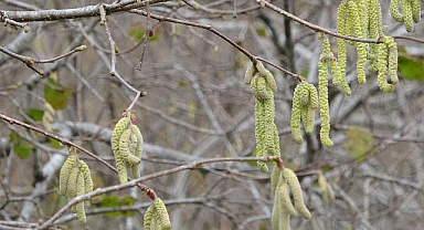 Fındıkta zirai don ile mücadele uyarısı