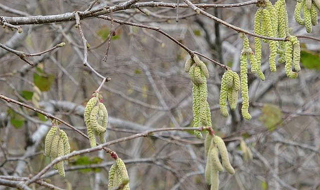 Fındıkta zirai don ile mücadele uyarısı