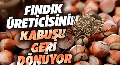 Karadeniz'de fındık üreticisinin kabusu geri dönüyor