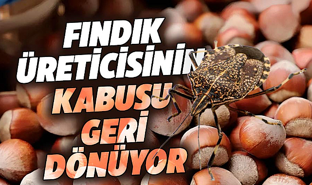 Karadeniz'de fındık üreticisinin kabusu geri dönüyor