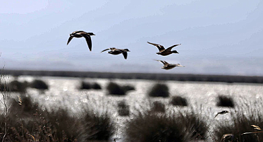 Kızılırmak Deltası bu kış binlerce su kuşuna yuva oldu