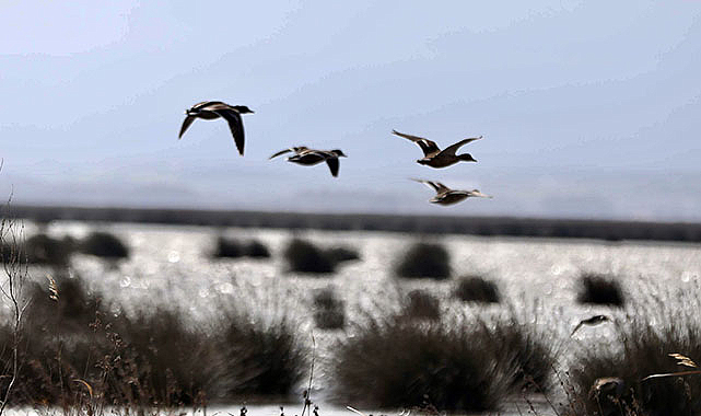 Kızılırmak Deltası bu kış binlerce su kuşuna yuva oldu