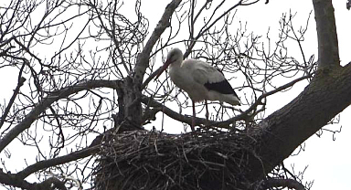 Leylekler Afrika’dan Kızılırmak Deltası'na geldiler