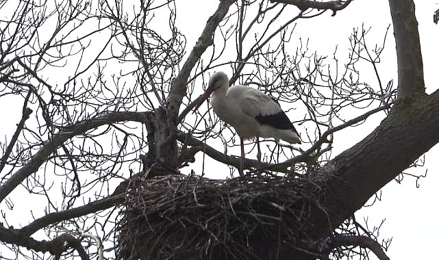 Leylekler Afrika’dan Kızılırmak Deltası'na geldiler