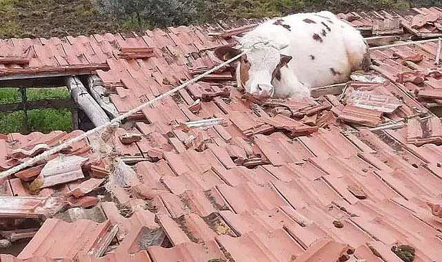 Manisa'da çatıdan inek düştü