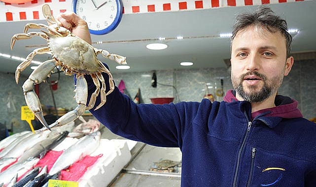 Mavi yengeçler balıkçılarının korkulu rüyası