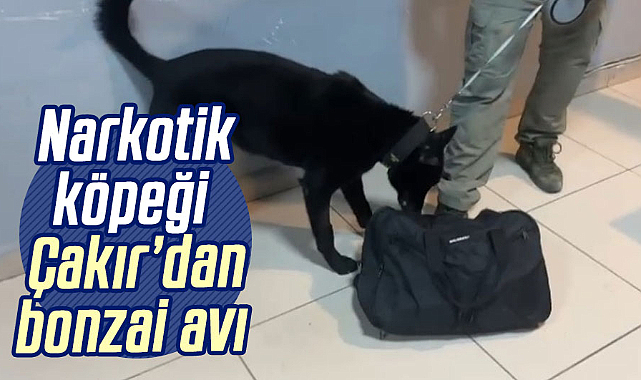 Narkotik köpeği Çakır’dan bonzai avı