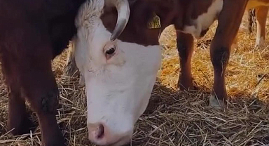 OMÜ'de 'Buzağı Can Sütü' projesi; ağız sütü toz haline getirildi