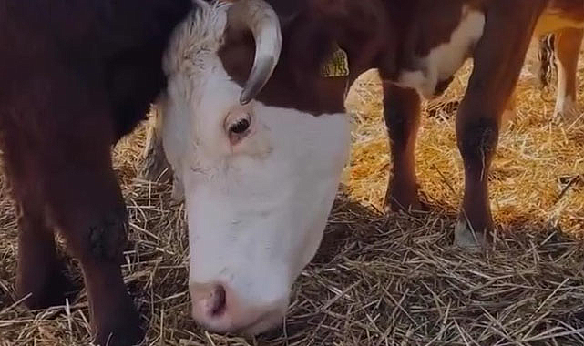 OMÜ'de 'Buzağı Can Sütü' projesi; ağız sütü toz haline getirildi