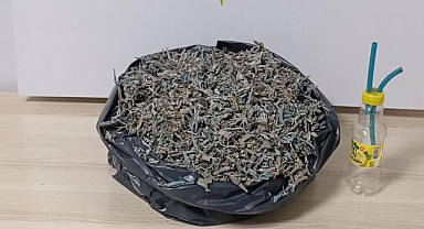 Samsun’da ‘bonzai’ ticaretine darbe!