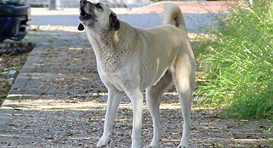 3 bakanlıktan sokak köpeği teklifi