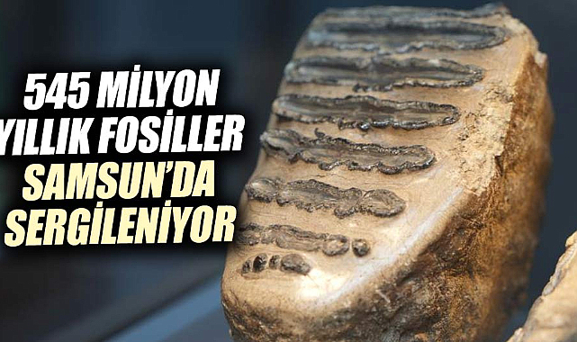  545 milyon yıllık fosiller Samsun'da sergileniyor
