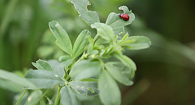 Anadolu'nun yoncası Albatur tescillendi
