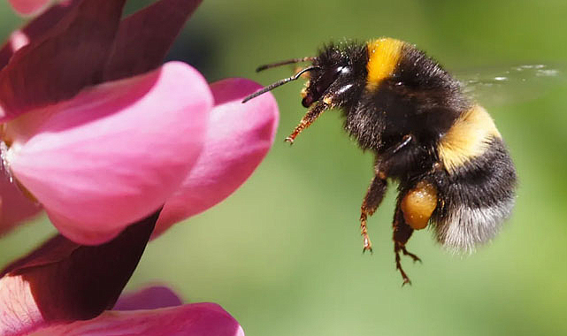 Arılar hakkında bilim insanlarını şaşırtan keşif