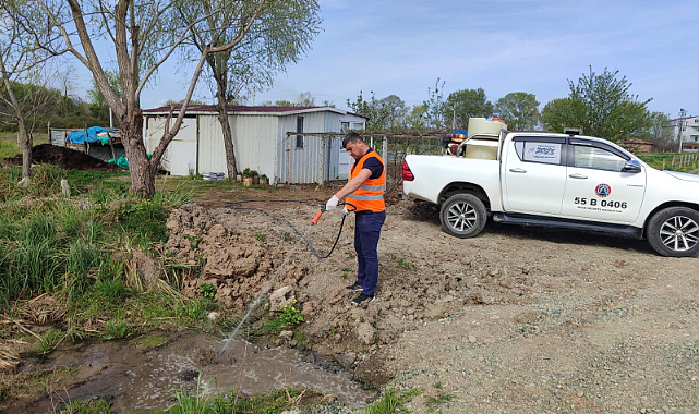 Bafra Belediyesi'nde lavra mücadelesi