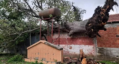 Bafra'da fırtına ağaçları devirdi elektrik telleri koptu