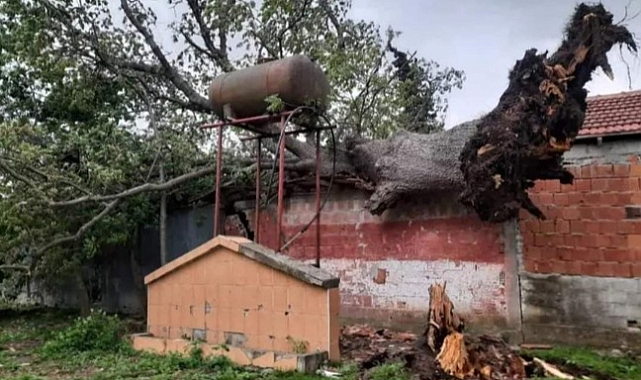 Bafra'da fırtına ağaçları devirdi elektrik telleri koptu