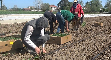 Bafra Ovası'nda işçi bulmak zorlaşıyor