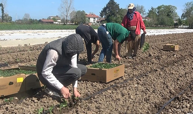 Bafra Ovası'nda işçi bulmak zorlaşıyor