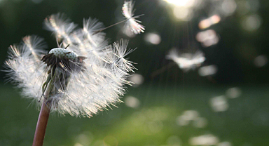 Bahar alerjisinin etkileri ve korunma yöntemleri