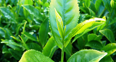 Bu çayın kilosu 70 lira