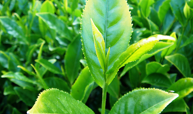 Bu çayın kilosu 70 lira