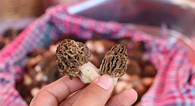 Bu mantarın fiyatı altınla yarışıyor