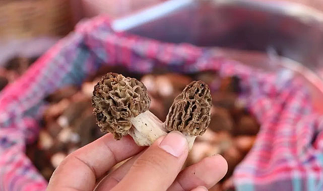 Bu mantarın fiyatı altınla yarışıyor