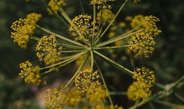 Bu ot adeta şifa deposu!