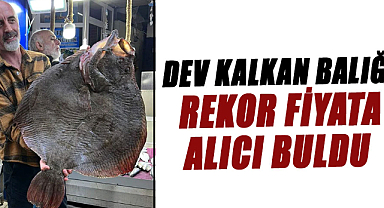 Dev kalkan balığı rekor fiyata alıcı buldu
