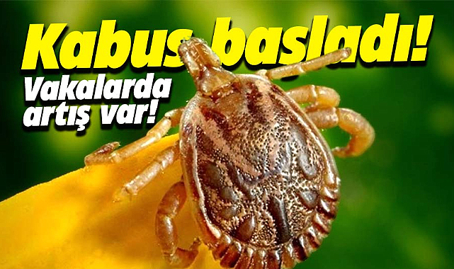 Dikkat! Kene kabusu başladı! Vakalarda artış var!