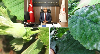 Fındık üreticilerine kritik uyarı