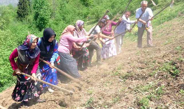 Giresun'un Çanakçı ilçesinde kuşdili ile imece geleneği sürüyor