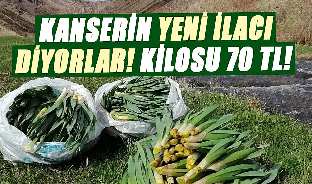 Kanserin yeni ilacı diyorlar! Kilosu 70 TL! 