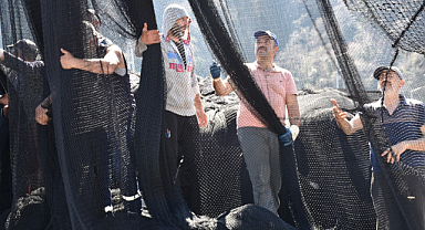 Karadeniz’de hamsi göçtü ağlar erken toplandı