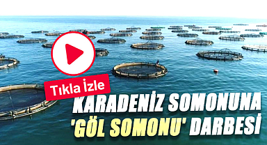 Karadeniz Somonuna, 'Göl somonu' darbesi