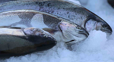 Karadeniz Türk somonunun üretim üssü oldu