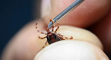 Kene kabusu başladı