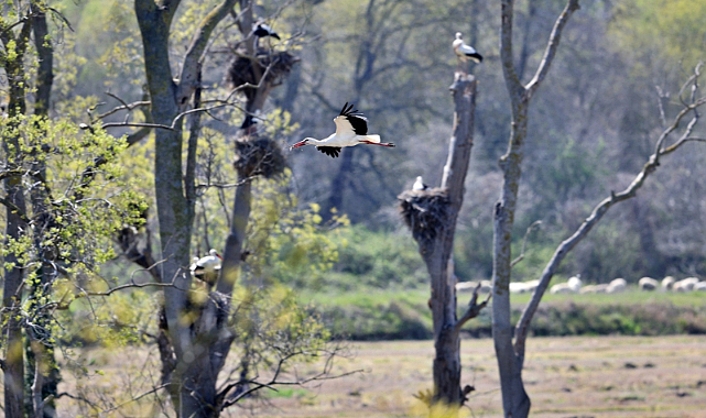 Kızılırmak Deltası'nda Leylek Popülasyonunda Artış Gözlemlendi