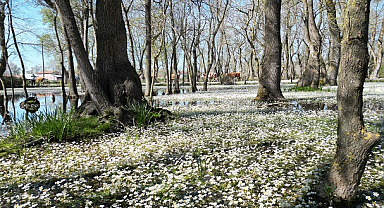 Kızılırmak Kuş Cenneti’ni bayramda 7 bin 500 kişi ziyaret etti