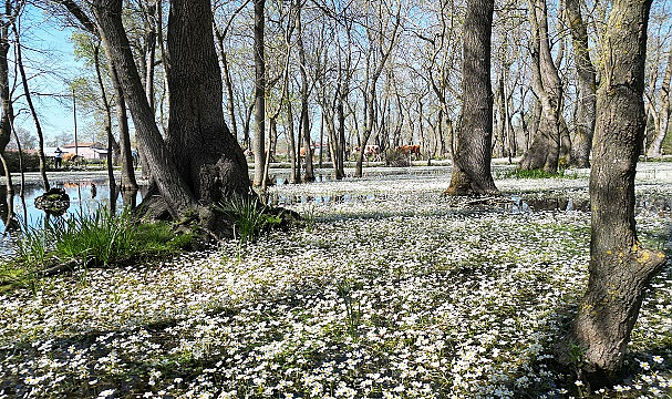 Kızılırmak Kuş Cenneti’ni bayramda 7 bin 500 kişi ziyaret etti