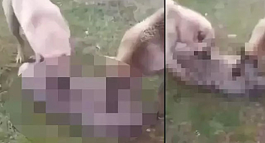 Kurdu önce köpeklerine boğdurdu, sonra yaktı: Gözaltına alındı