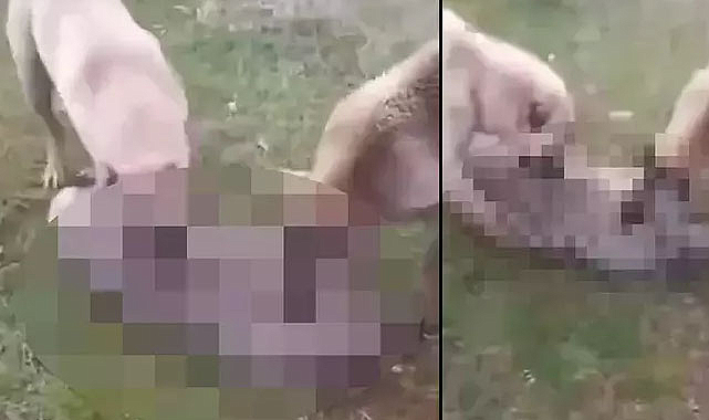 Kurdu önce köpeklerine boğdurdu, sonra yaktı: Gözaltına alındı