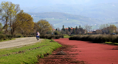 Kuş Cenneti'nde kızıl eğrelti otu görsel şölen yarattı