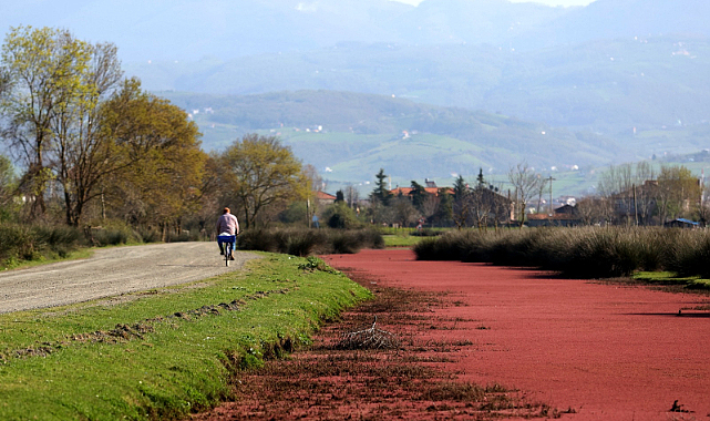Kuş Cenneti'nde kızıl eğrelti otu görsel şölen yarattı