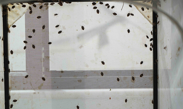 Samsun’da 150 bin samuray arısı doğaya salınacak