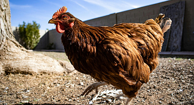 Samsun’da 3 milyondan fazla kanatlı hayvan var