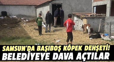 Samsun'da başıboş köpek dehşeti! Belediyeye dava açtılar