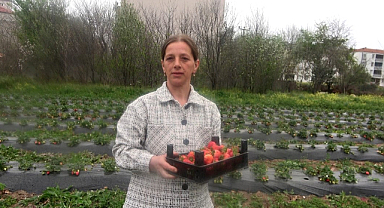 Samsun'da bu tarlada çilekleri müşteriler topluyor