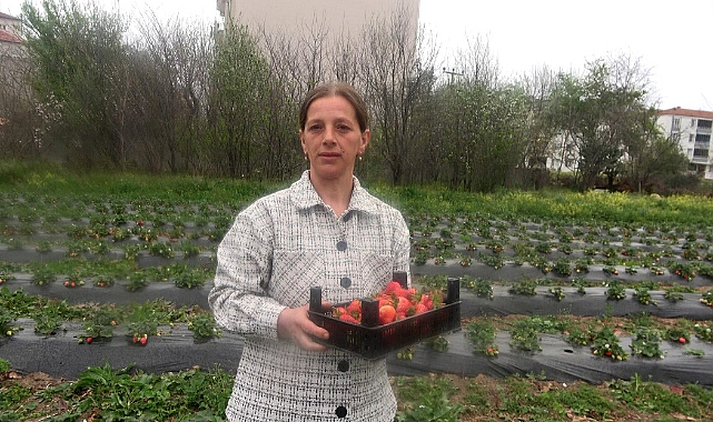 Samsun'da bu tarlada çilekleri müşteriler topluyor